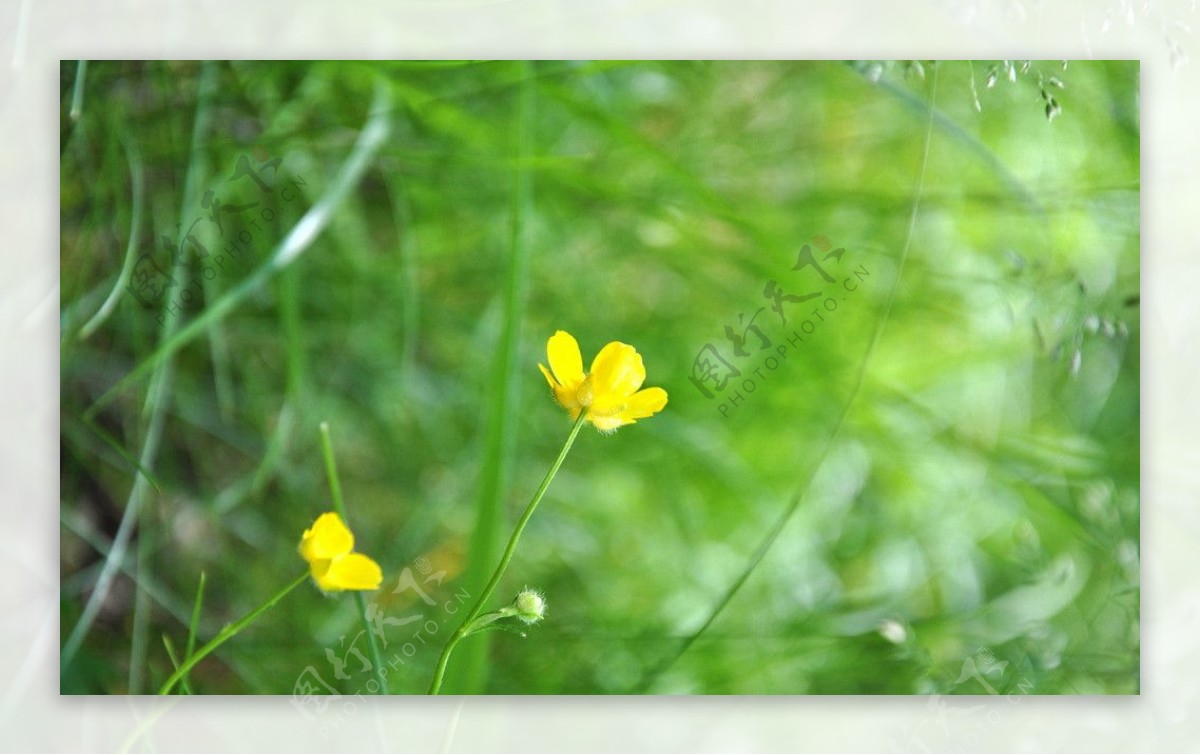 黄色小花图片