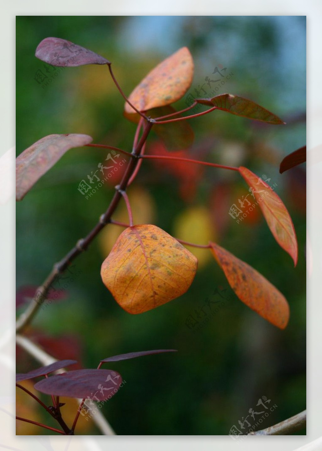 秋天的叶子图片
