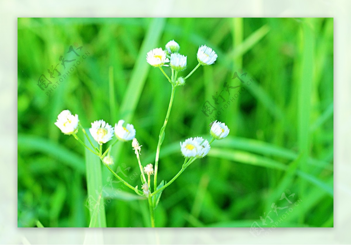 绿草地上的小白花图片