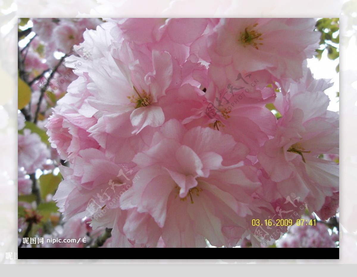 三月樱花图片