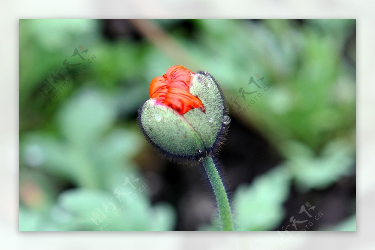 一个花苞图片