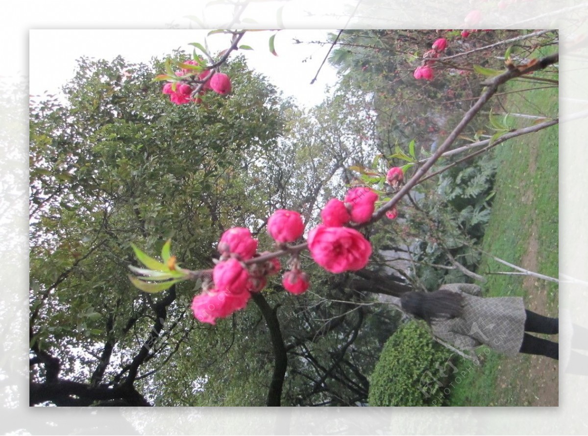 3月桃花图片