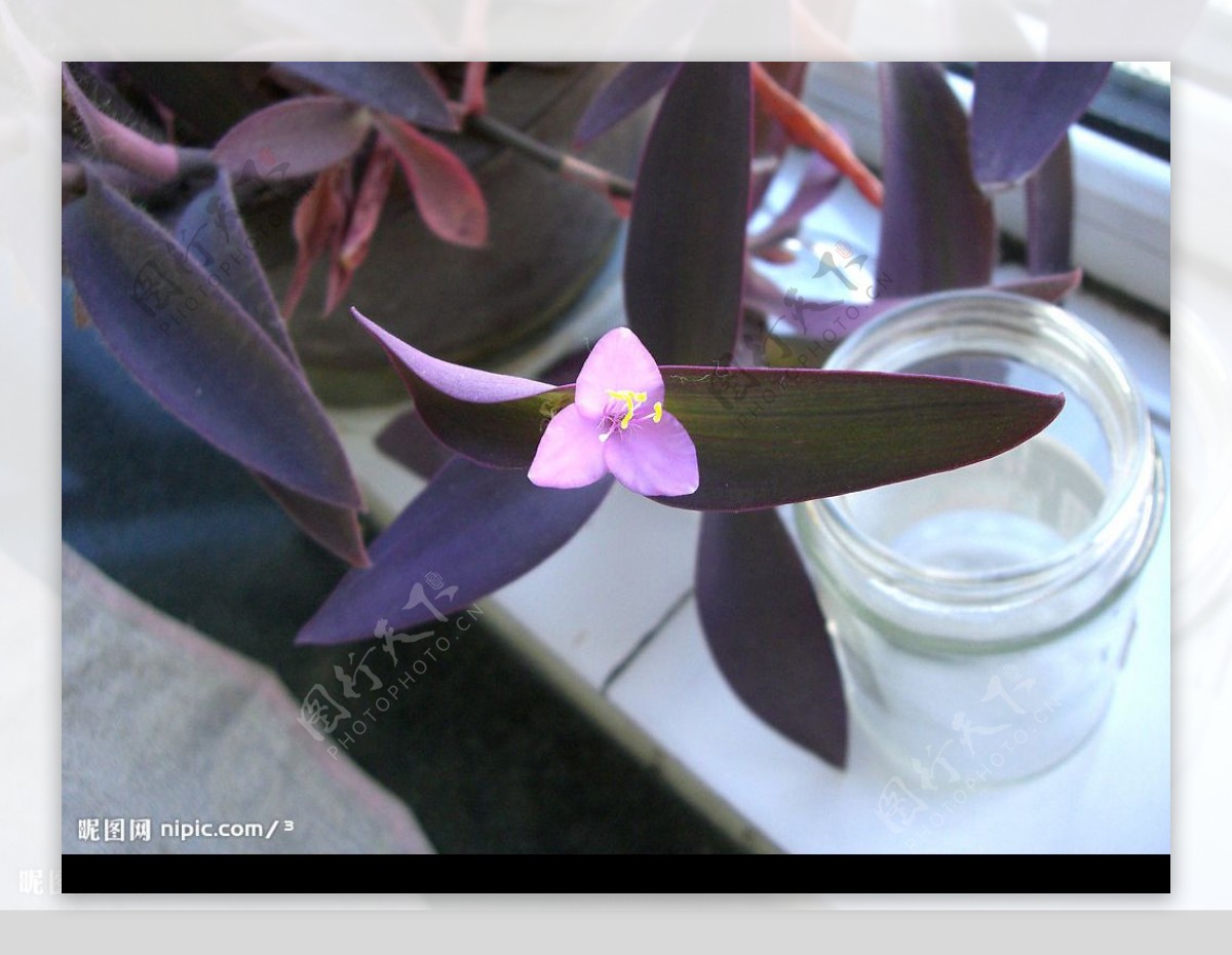 紫色鸭跖草的花图片