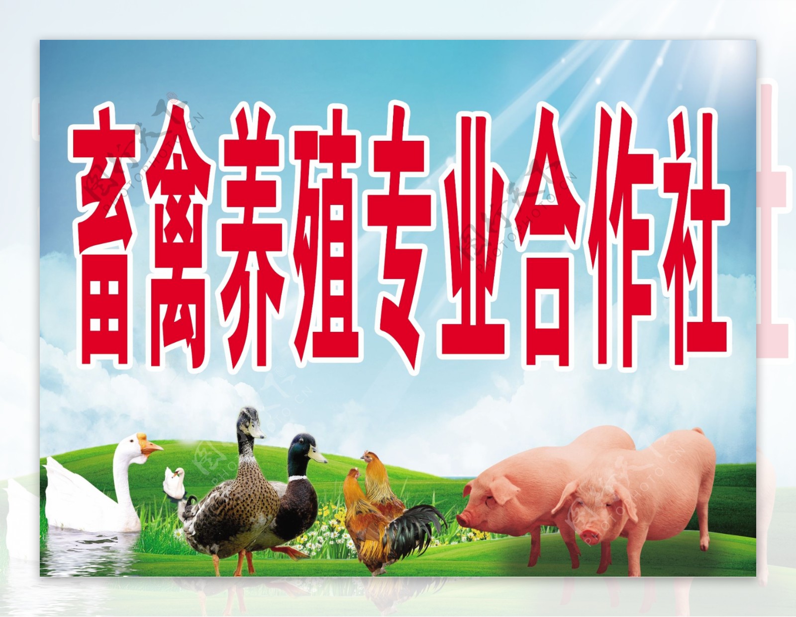 畜禽养殖合作社招牌图片