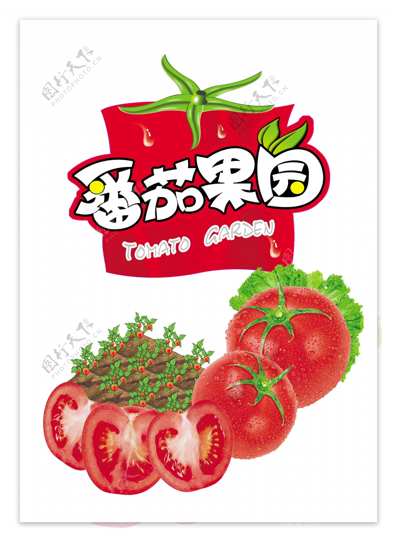 番茄果园图片