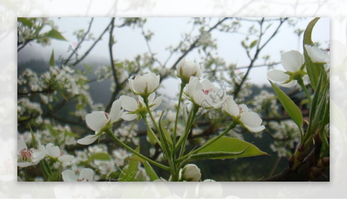 梨花开放图片