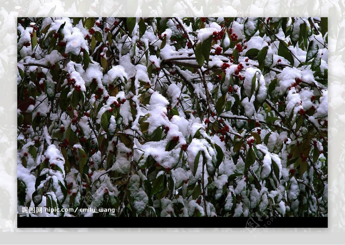 雪压红果图片