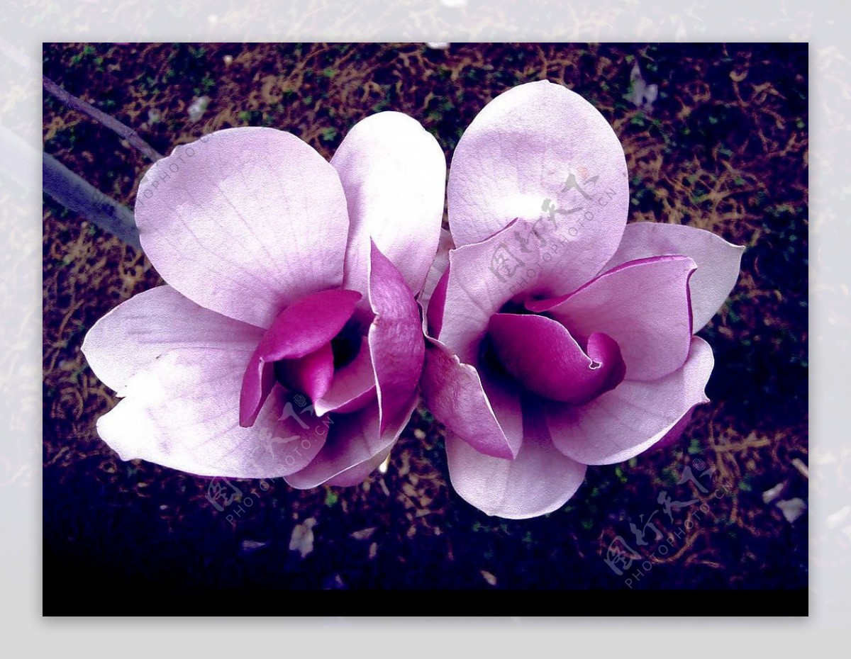 紫玉兰图片_植物根茎的紫玉兰图片大全 - 花卉网