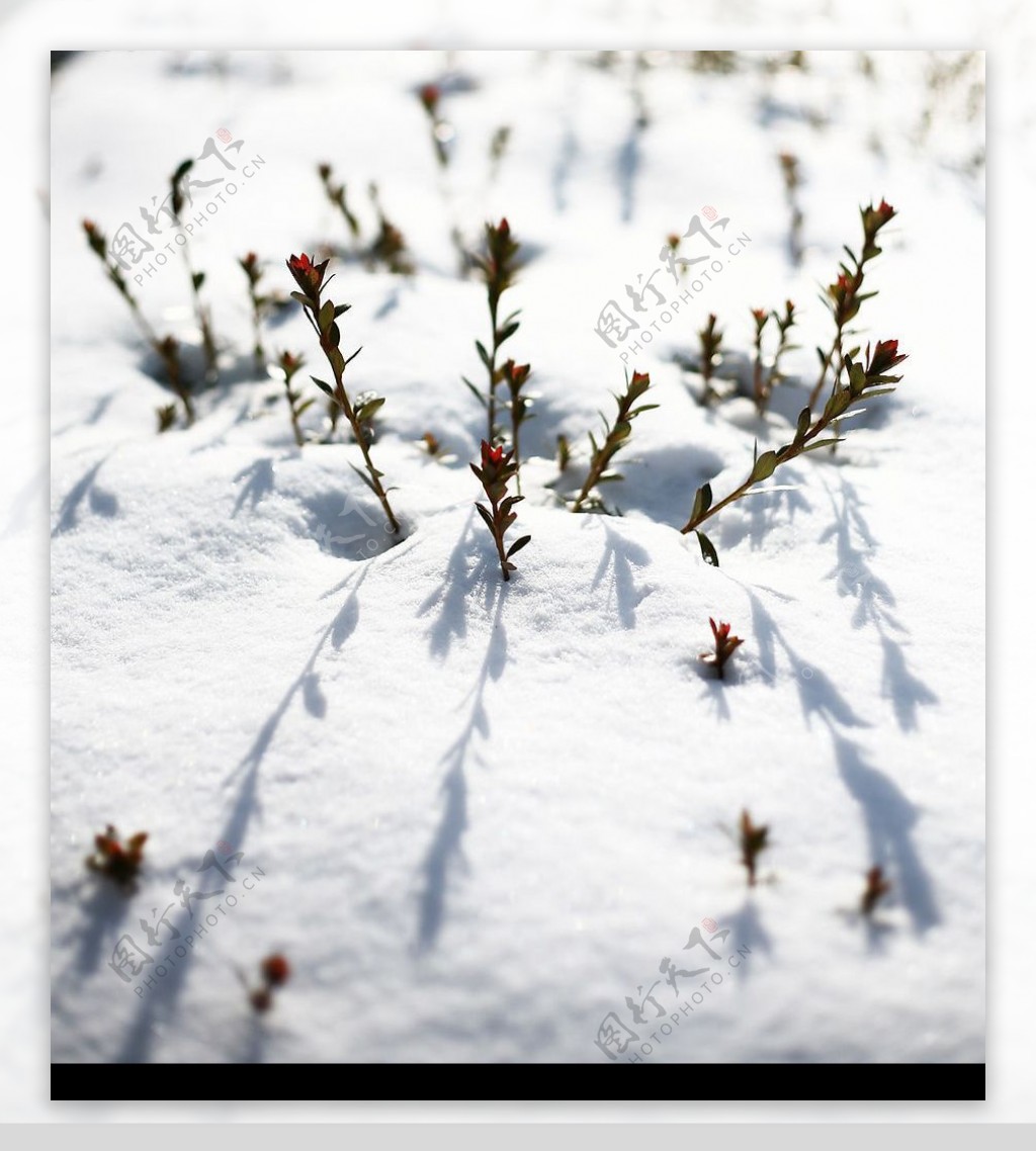 雪中植物图片