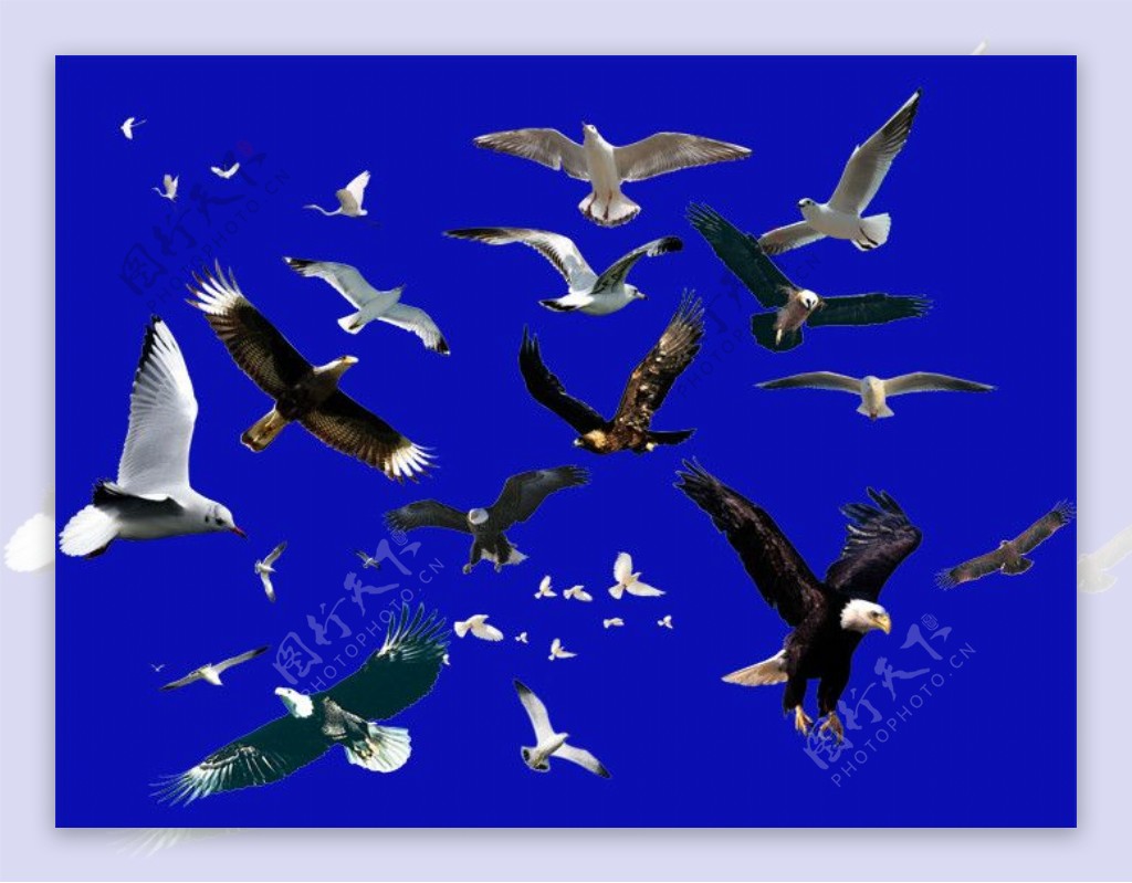 鸟类集合图片