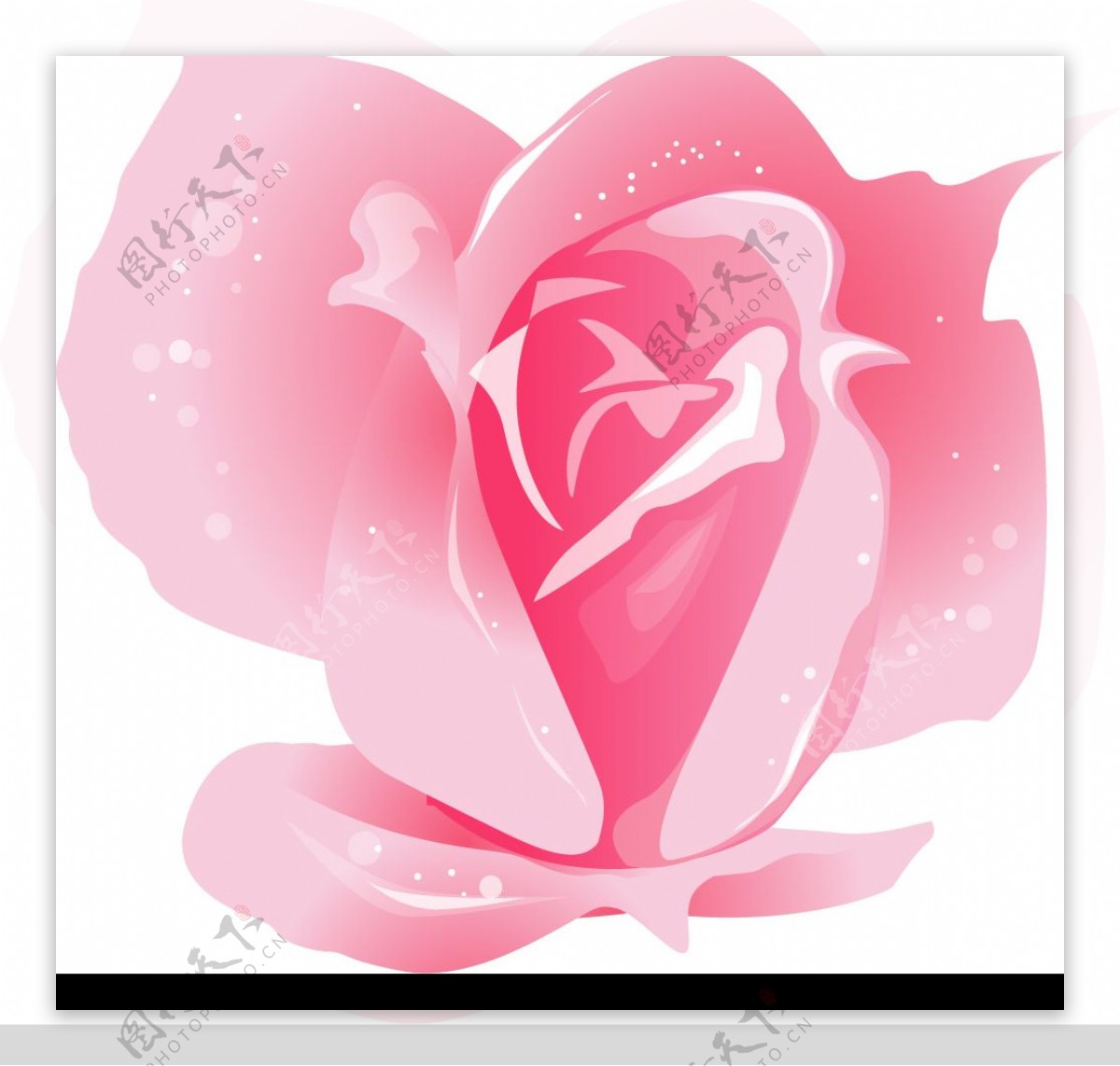 韩国情人节素材玫瑰花朵素材图片