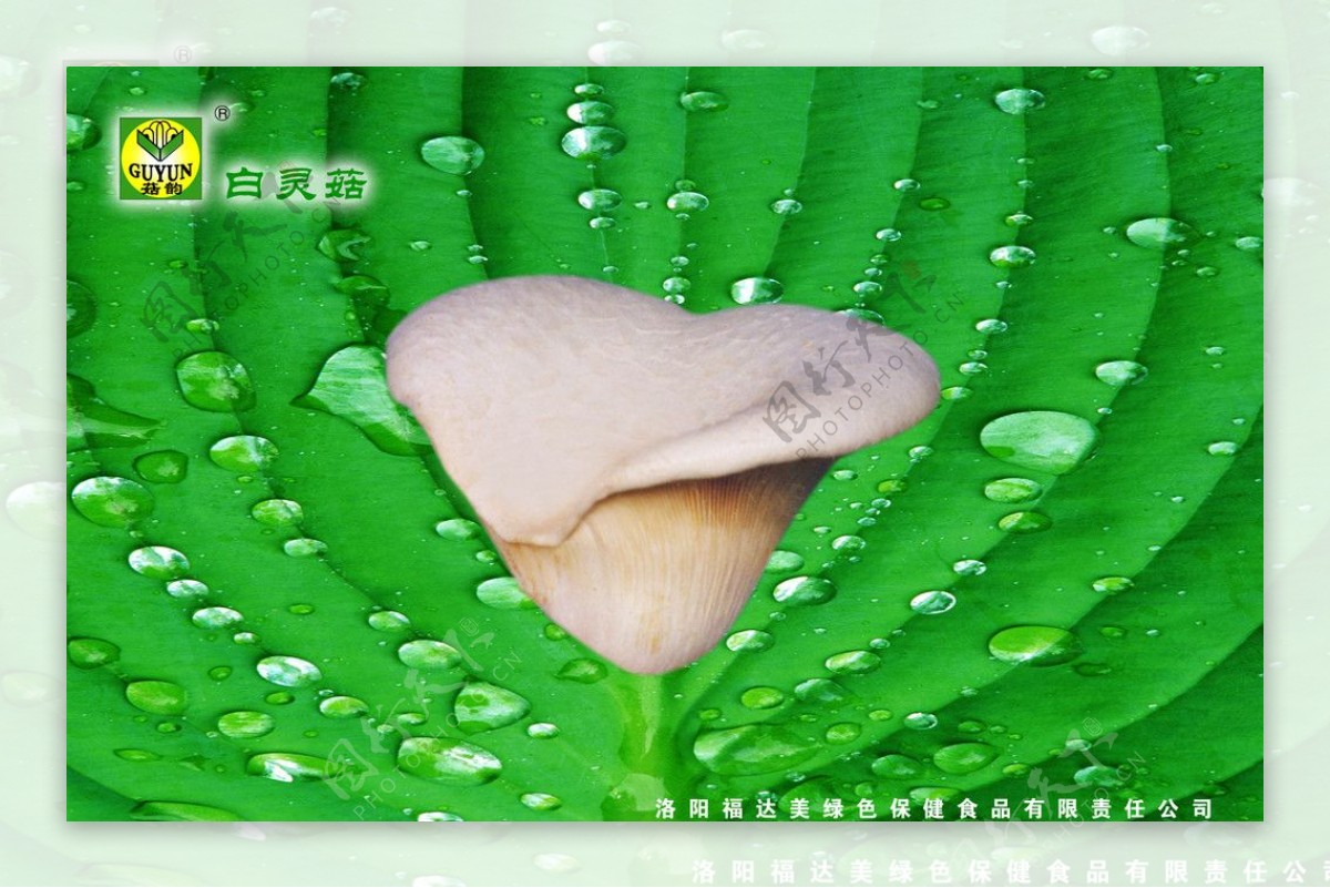 福达美磨菇图片