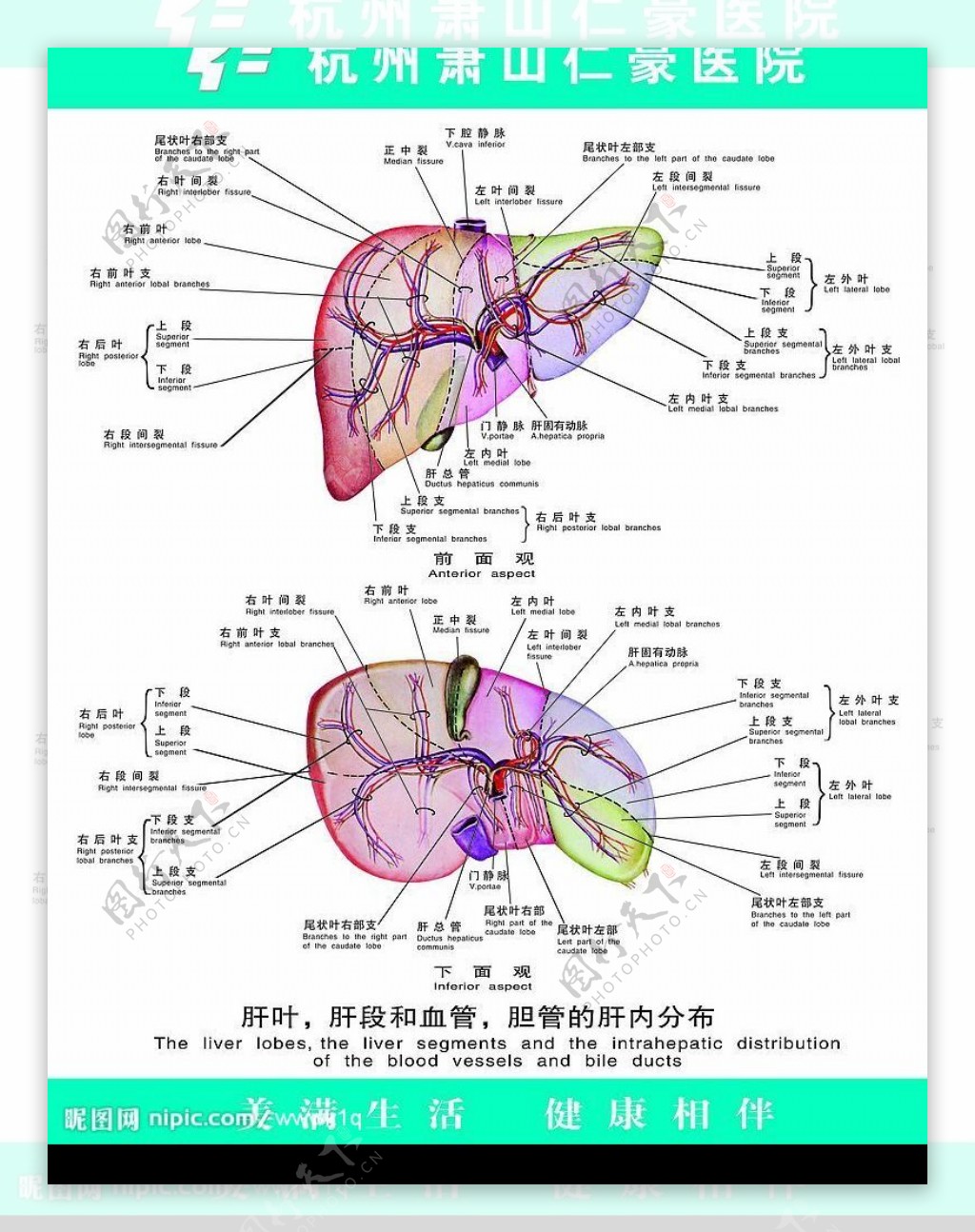 肝叶胆段和血管胆管的肝内分布图片