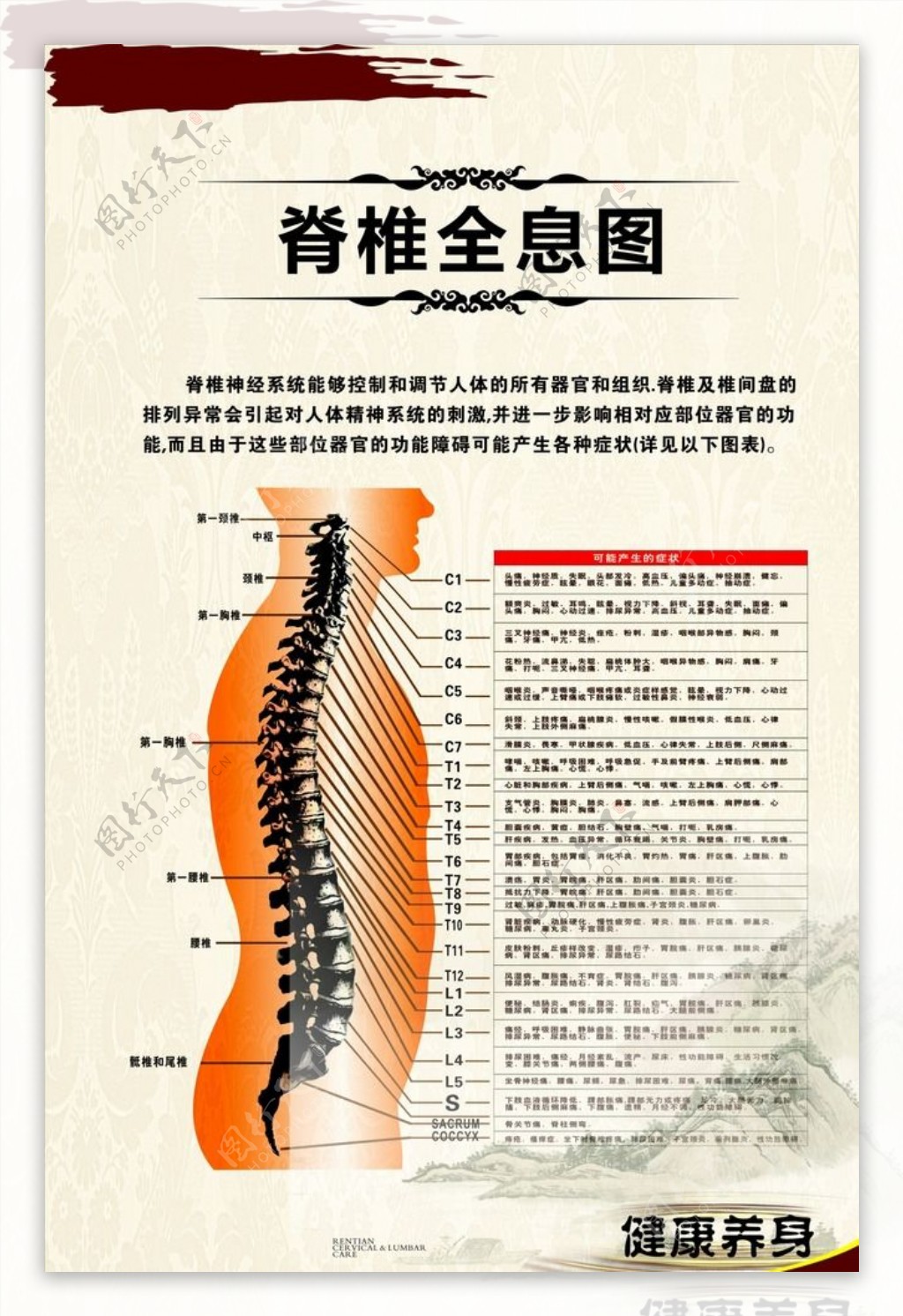 脊椎信息图片