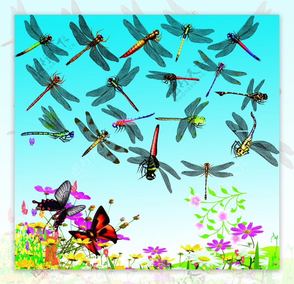 蜻蜓蝴蝶素材图片