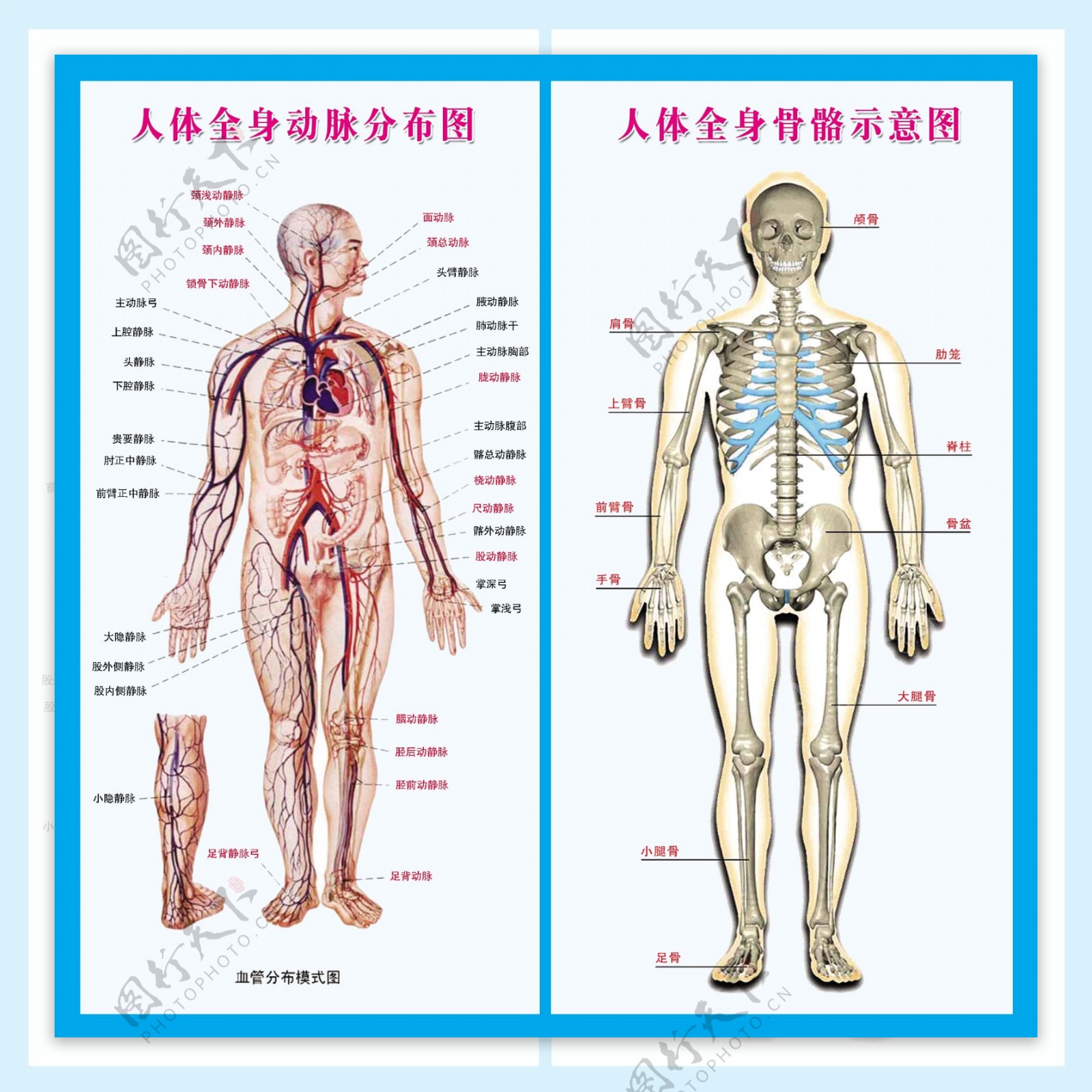 人体全身动脉发布图图片