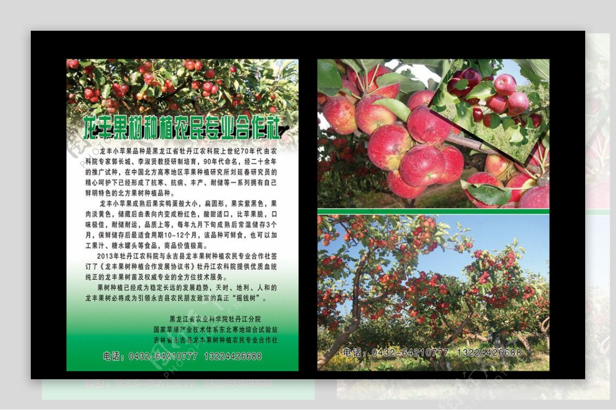 果树宣传单图片