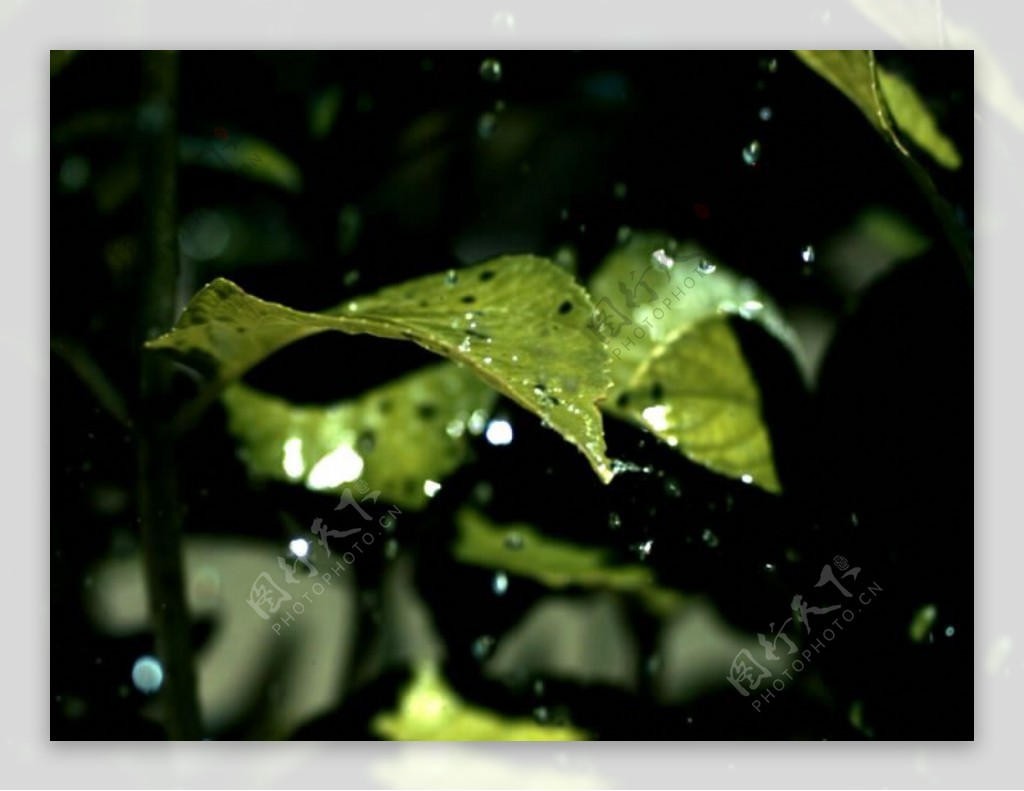 水滴在叶子上高清素材图片