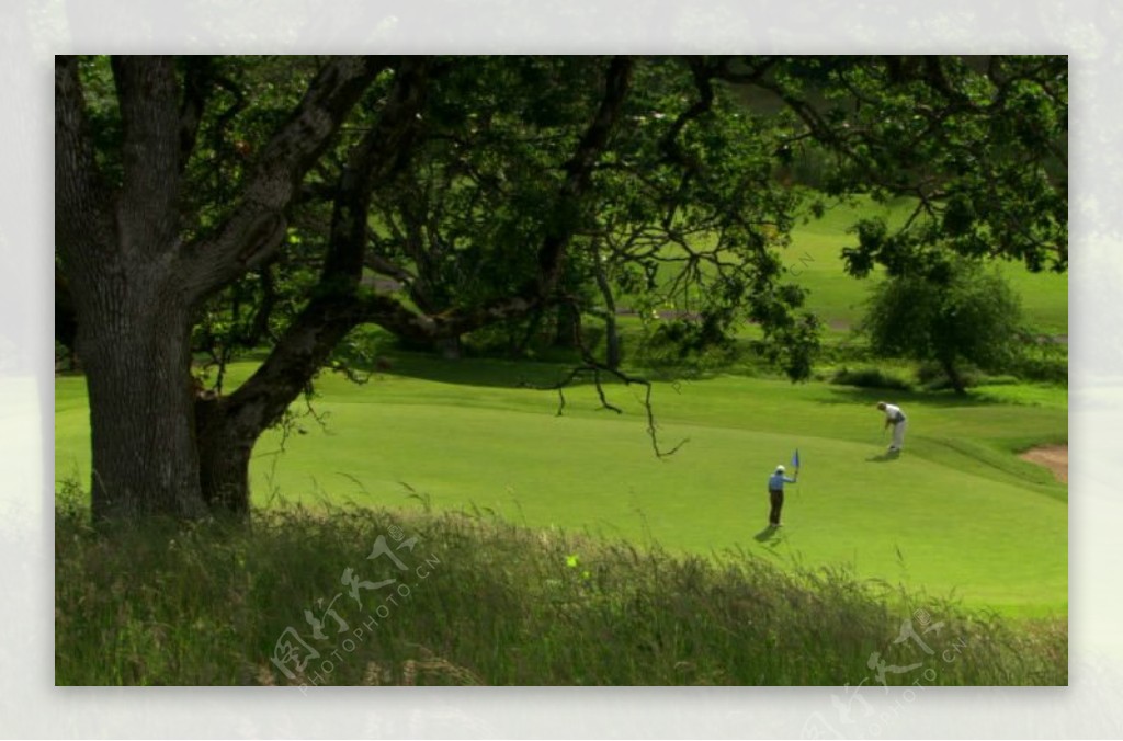 草地上的高尔夫图片