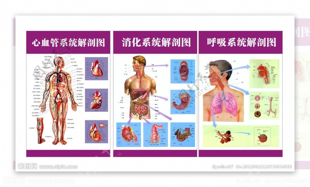 呼吸消化系统解剖图图片