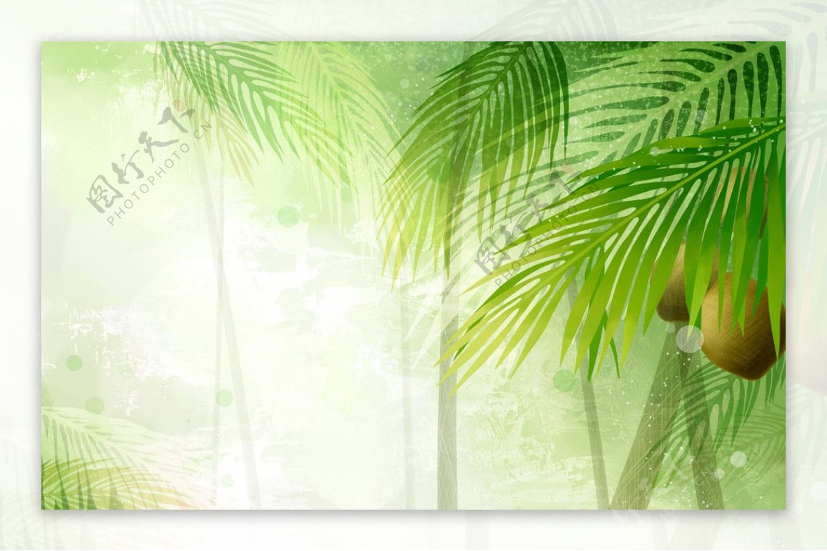 椰子树与椰子PSD分层素材图片