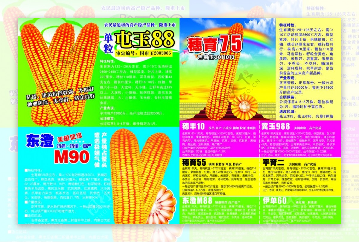 玉米种子报纸宣传图片