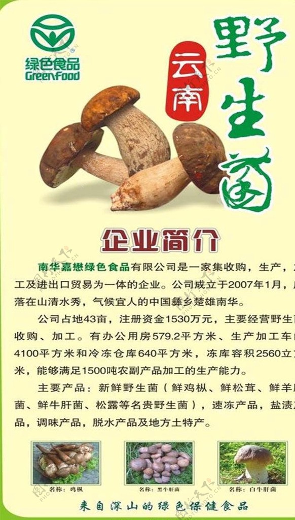 云南野生菌图片