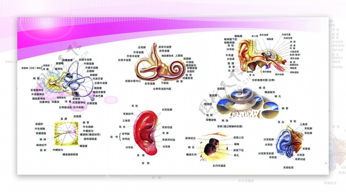 耳鼻喉图片
