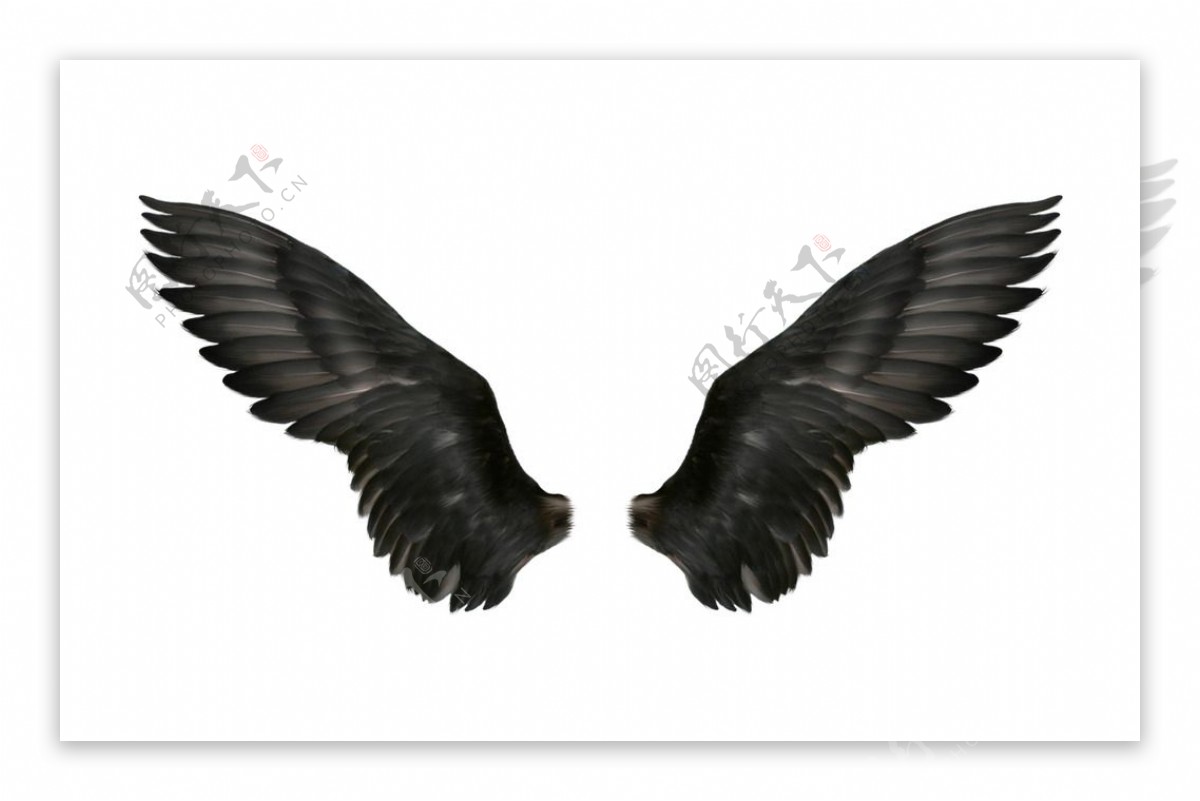 黑色羽翼图片