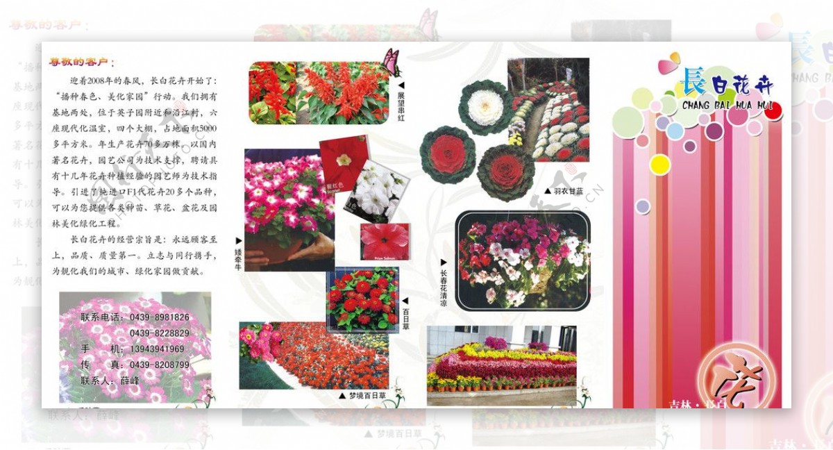花卉图册图片