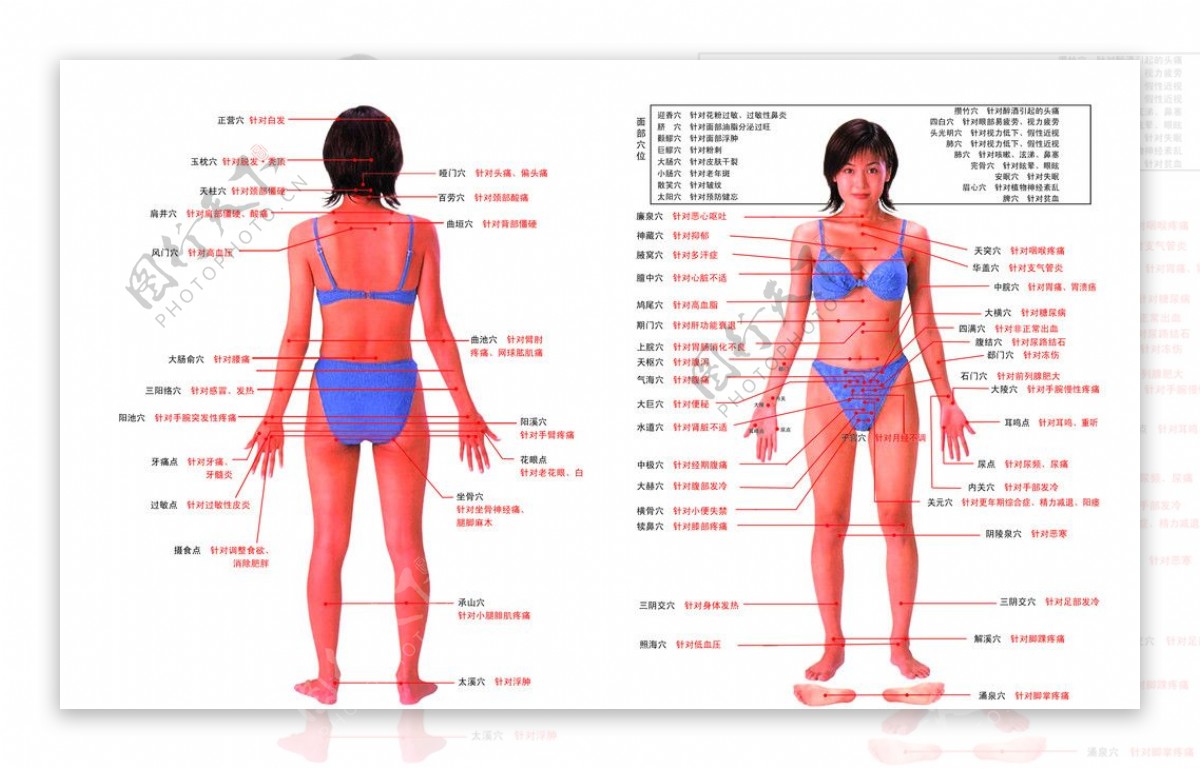 人体穴位图图片