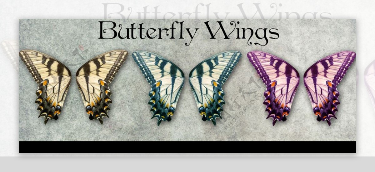 PSD高清文件蝴蝶翅膀图片