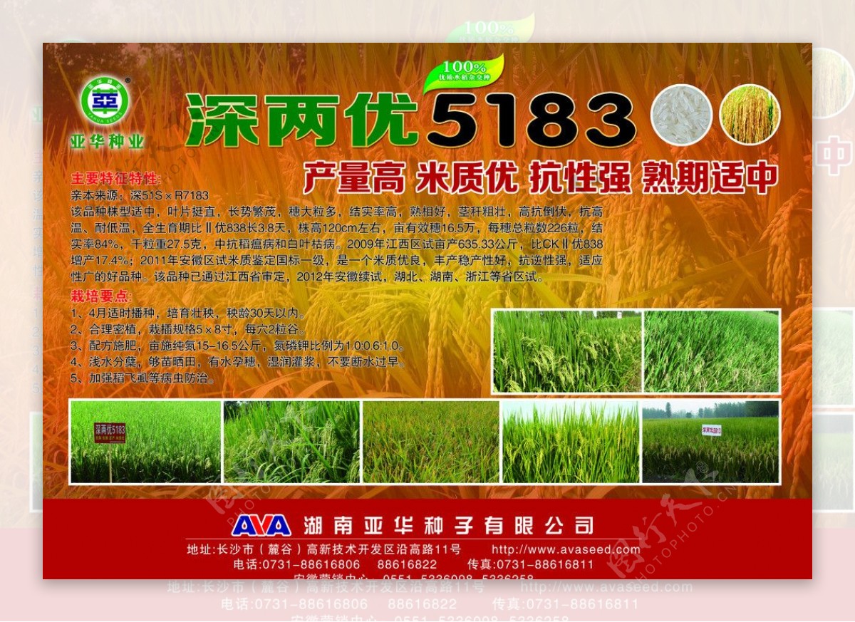 水稻种子海报图片