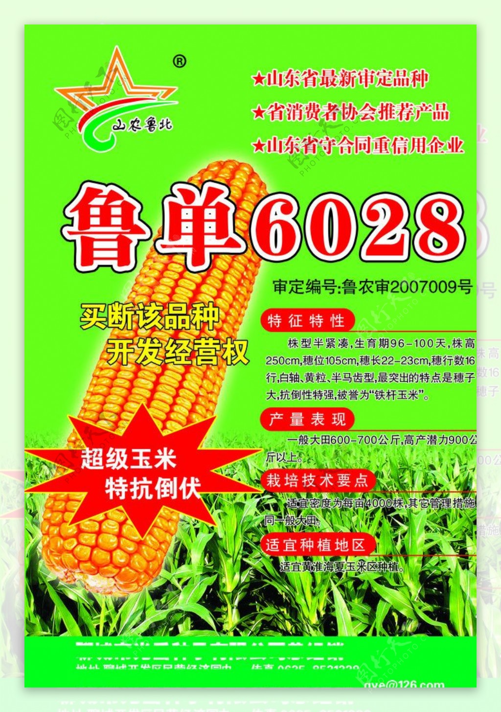 鲁单6028玉米种子图片