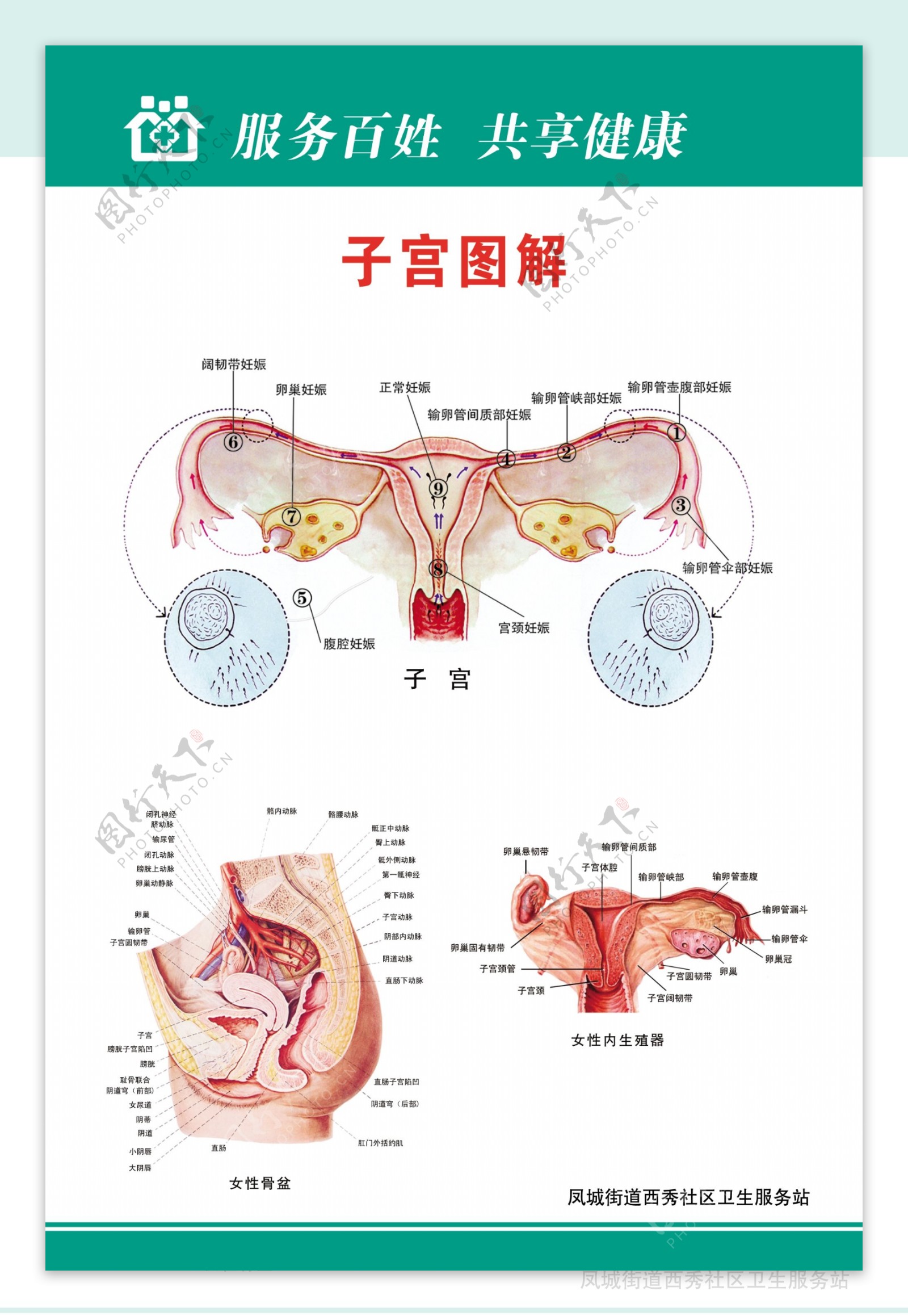 子宫图解图片