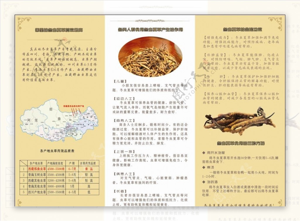 虫草三折页背面设计图片