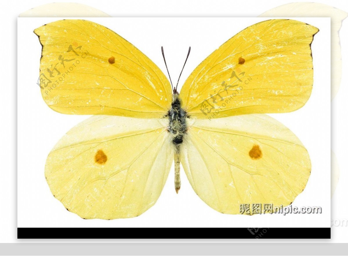 蝴蝶PSD素材图片