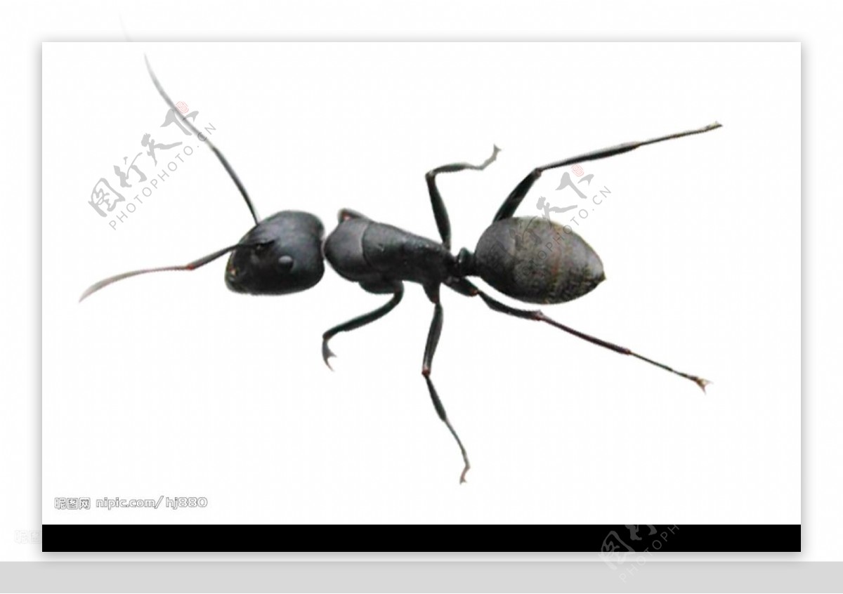 大蚂蚁分层图图片