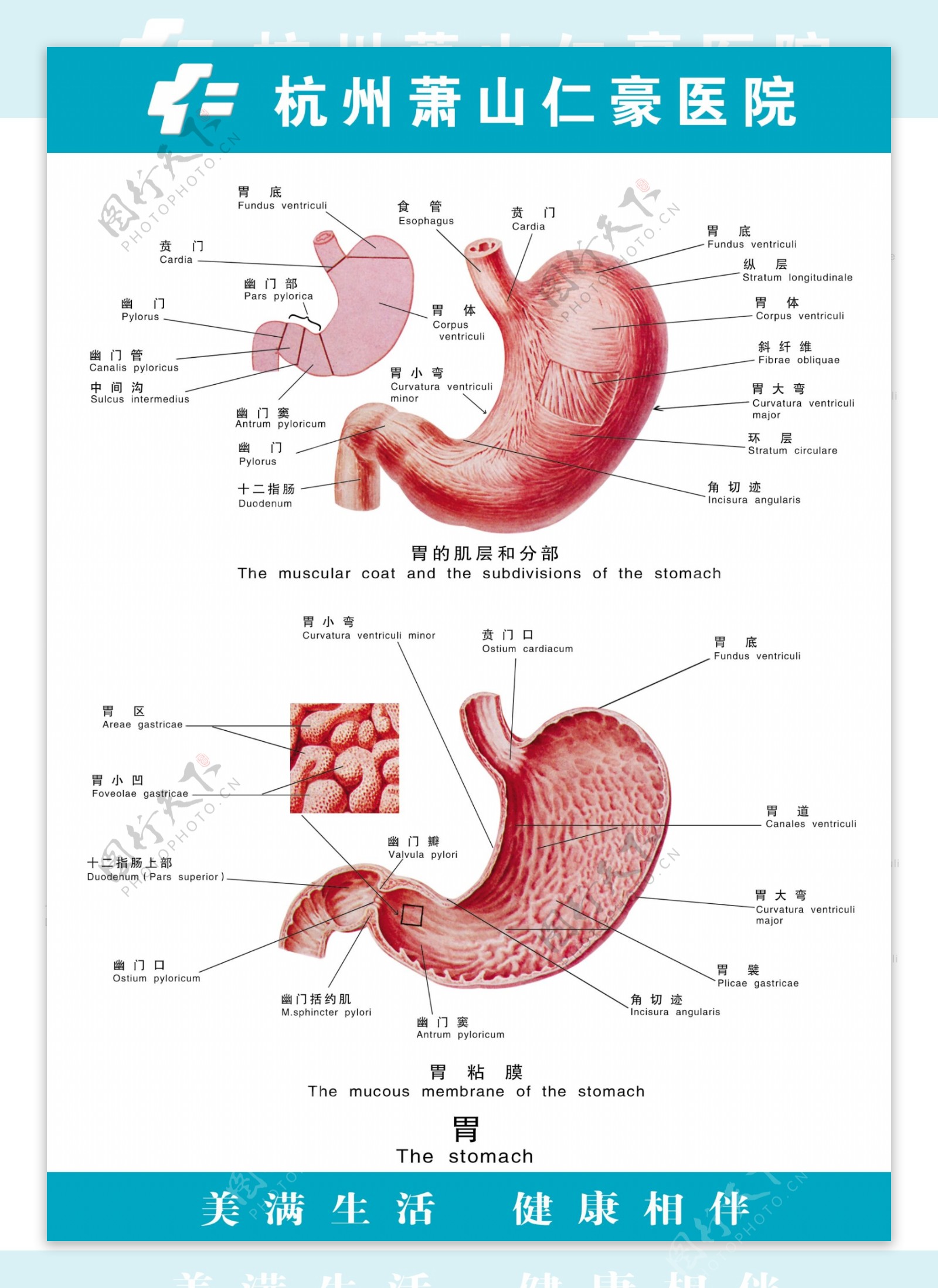 胃的解剖及其组织学_幽门_黏膜_贲门