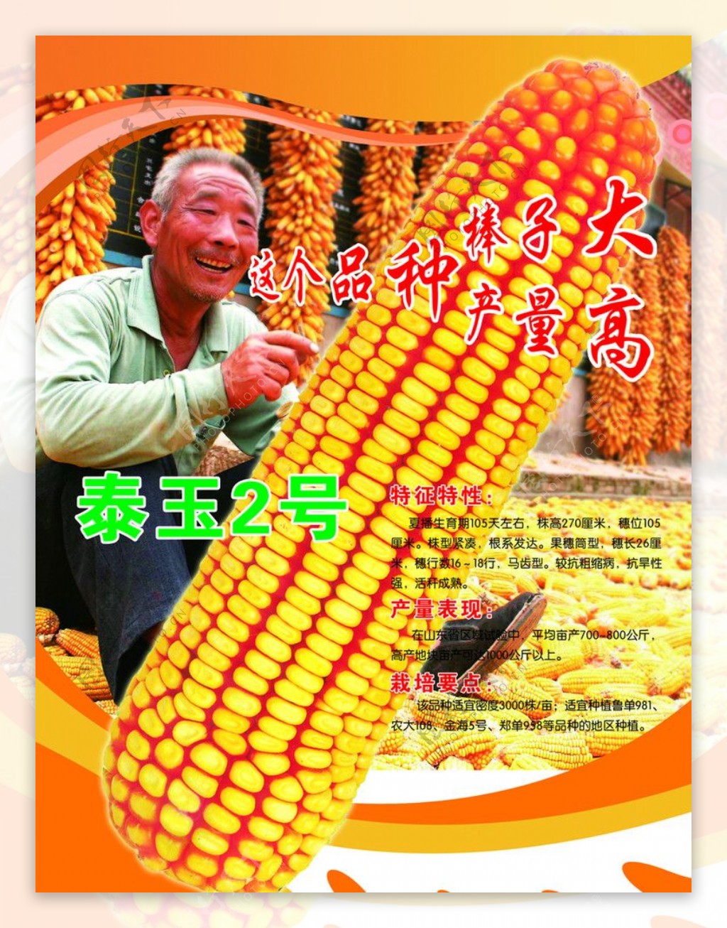 玉米海报图片