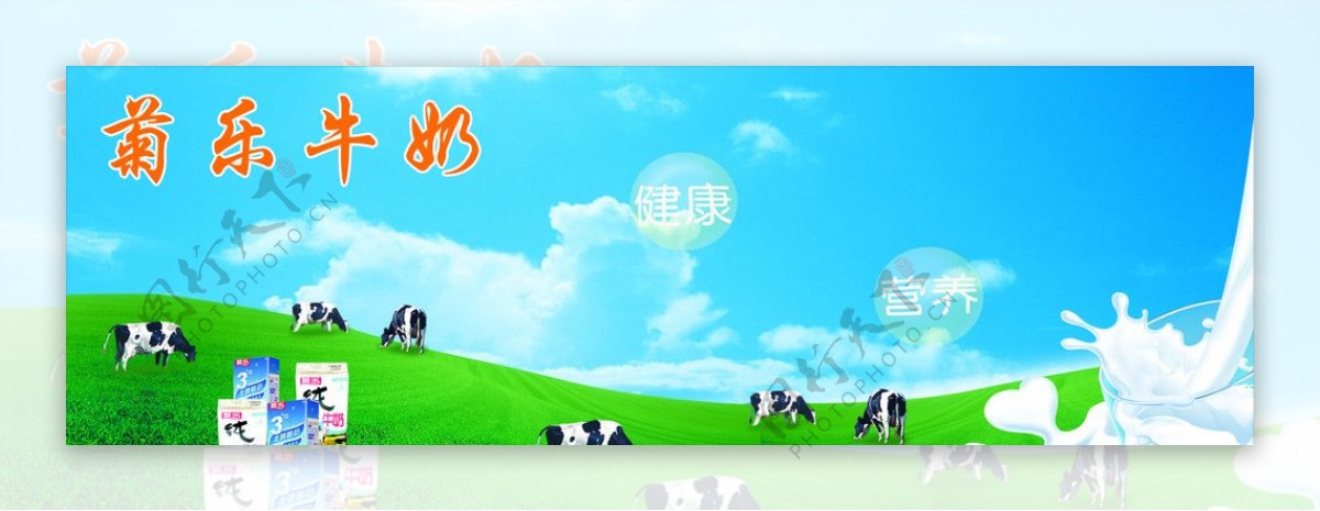 菊乐牛奶图片