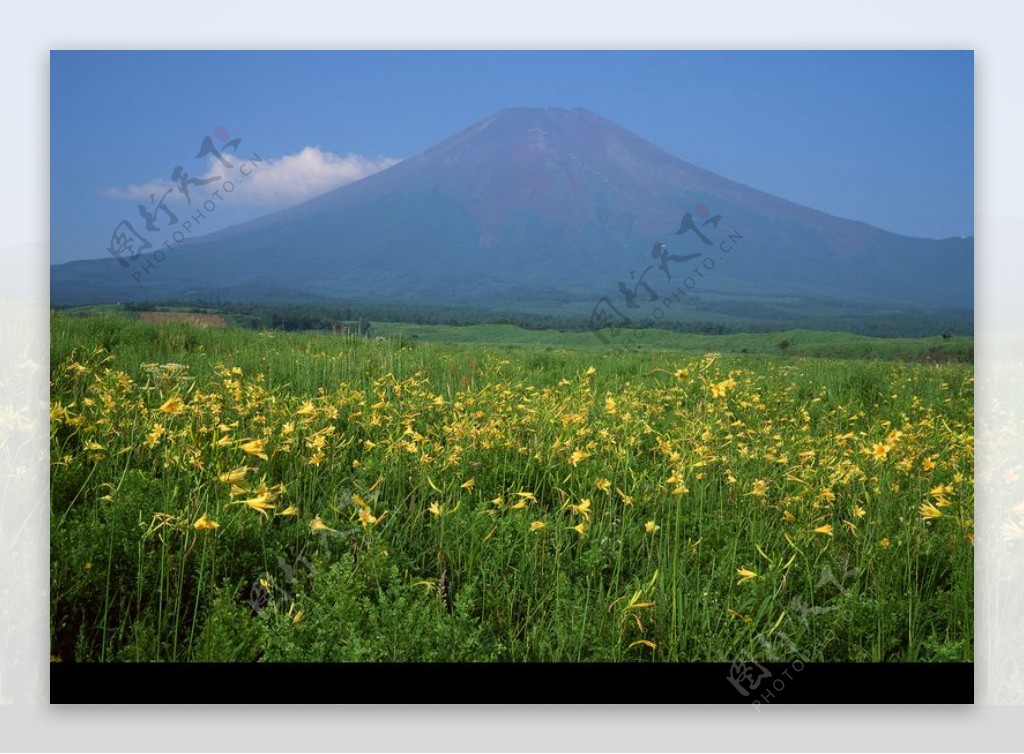 樱花与富士山0125