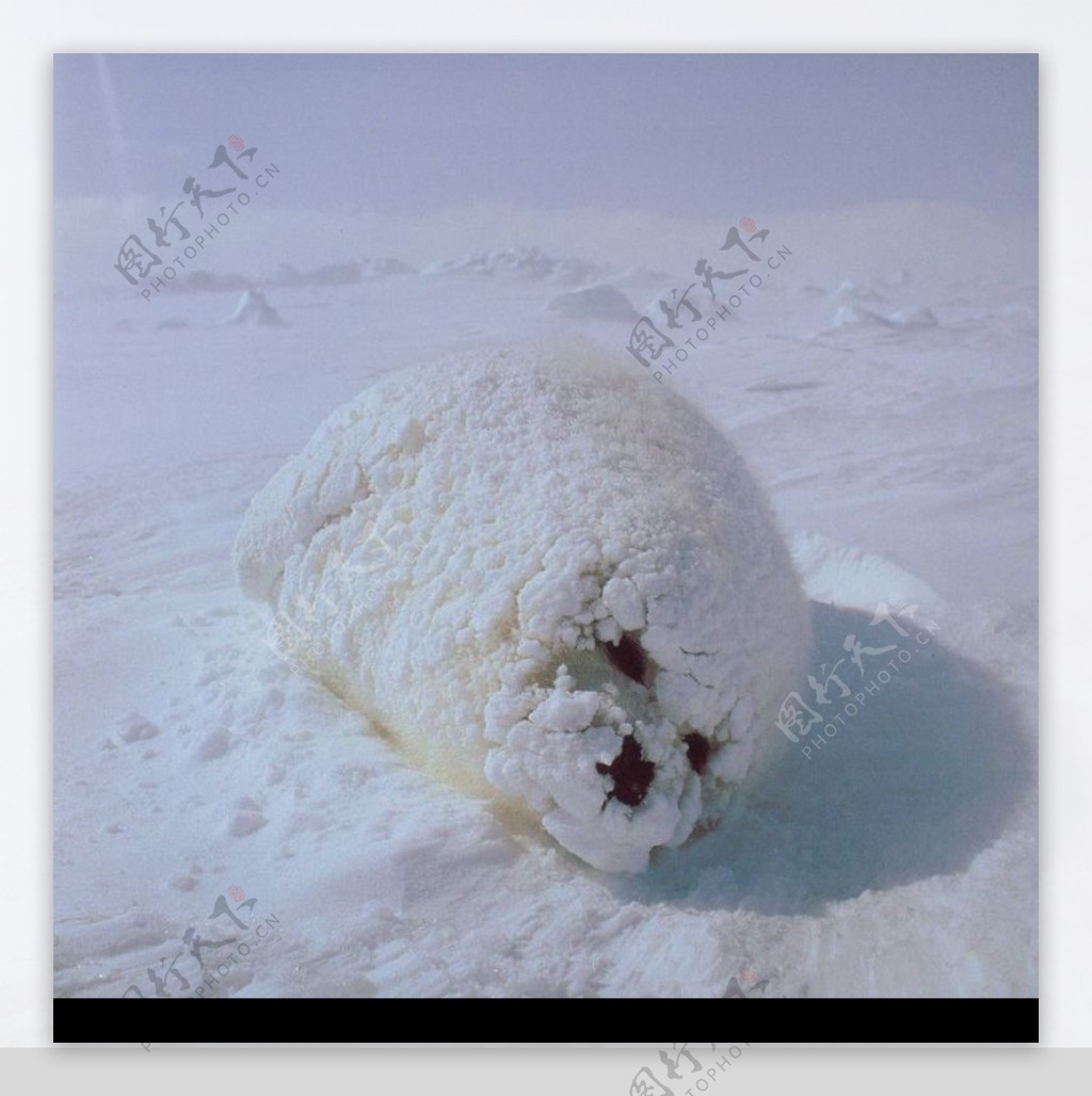 海狮冰雪熊0094