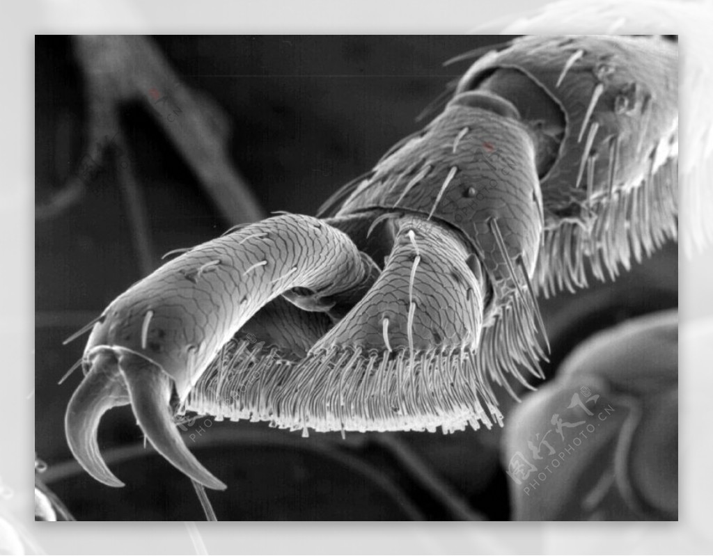 昆虫显微镜图片0004