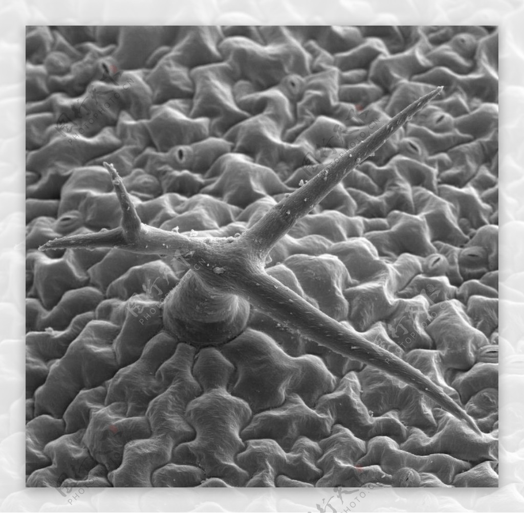 昆虫显微镜图片0046
