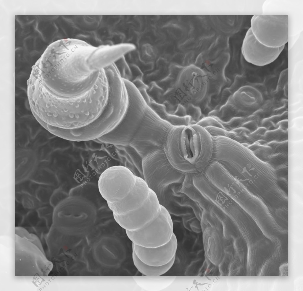 昆虫显微镜图片0069