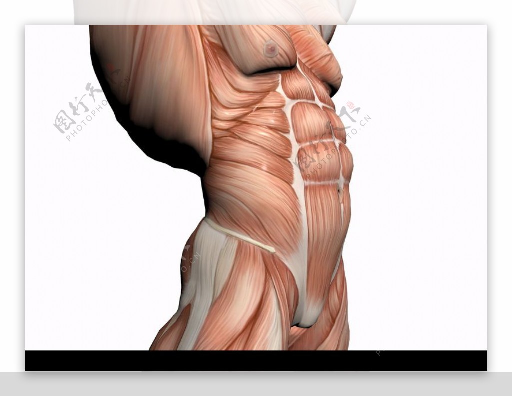肌肉人体模型0016