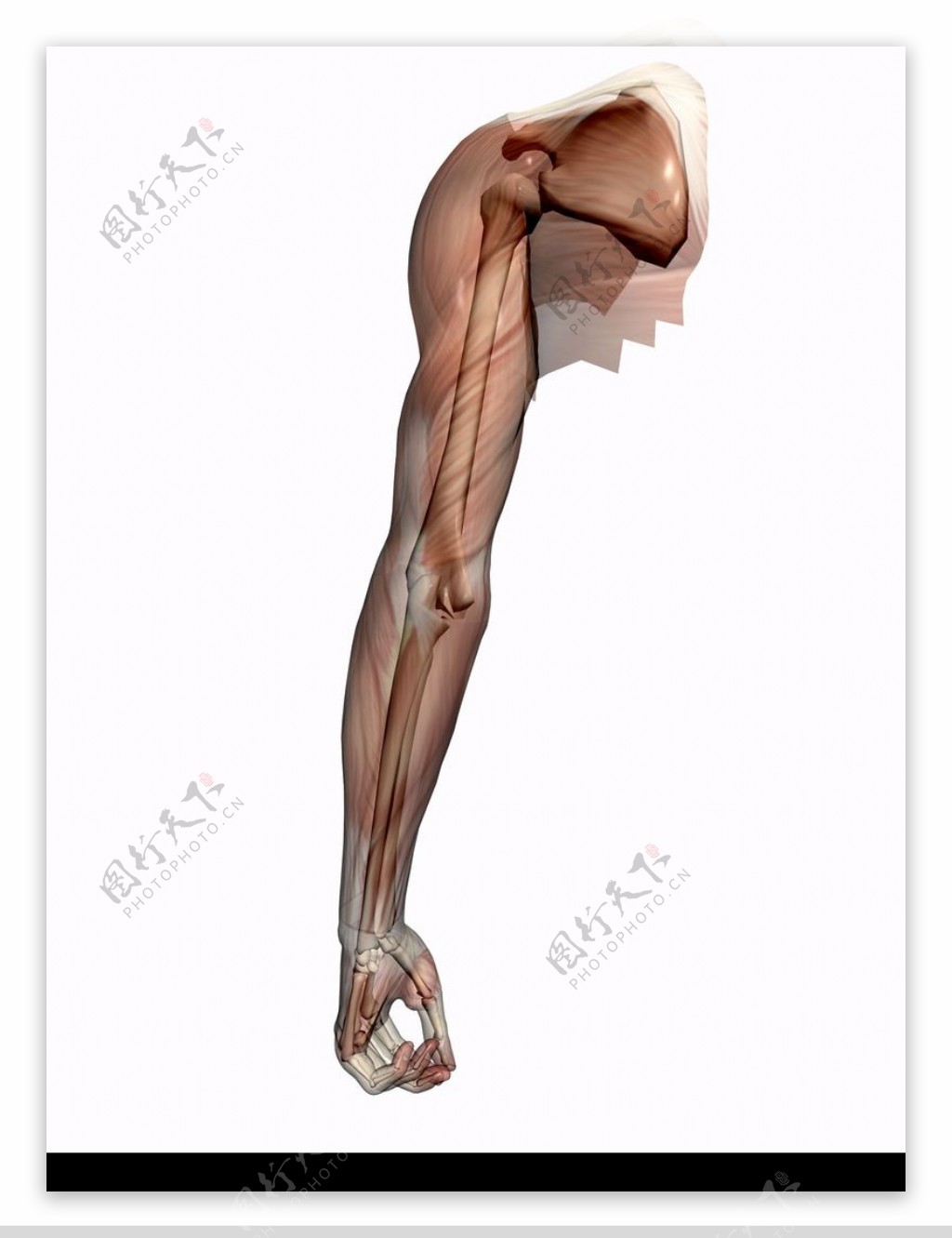 肌肉人体模型0075