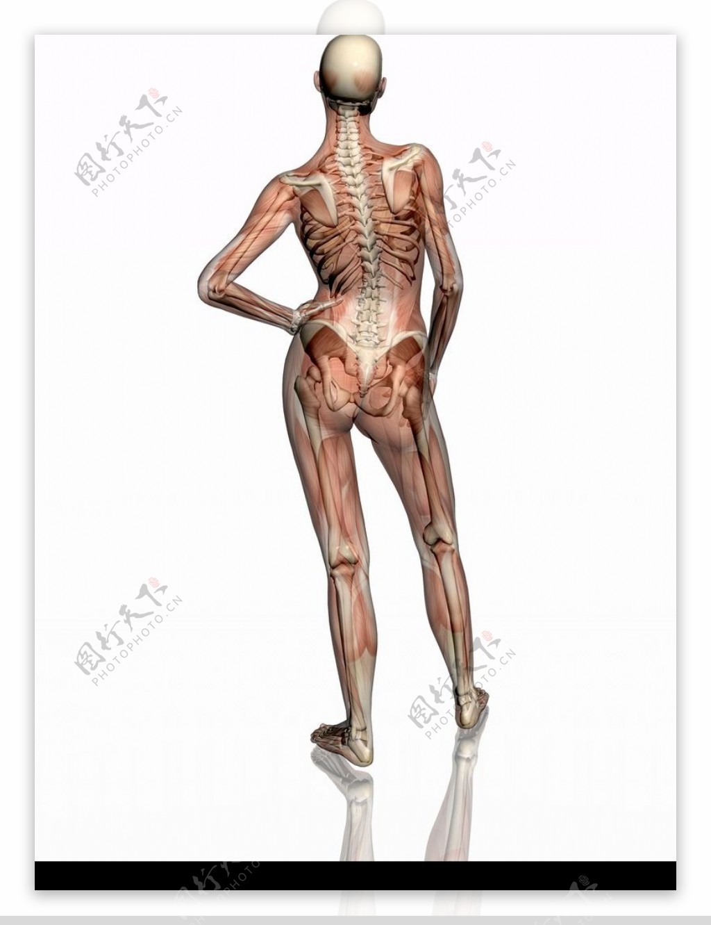 肌肉人体模型0085