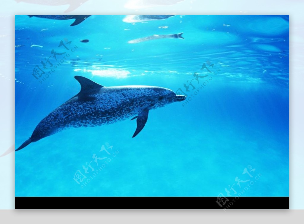 鲸鱼鲨鱼海豚0068